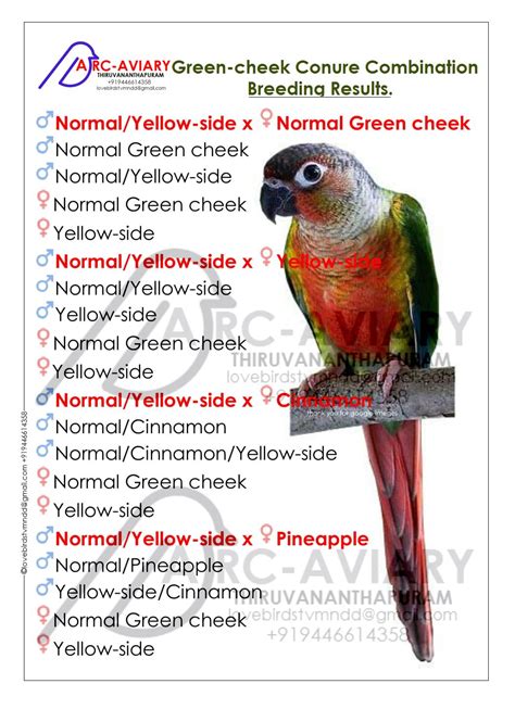 turquoise green cheek conure|green cheek conure mutations chart.